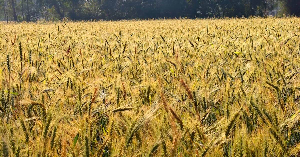 Photography Locations Near Coimbatore for Content Creators