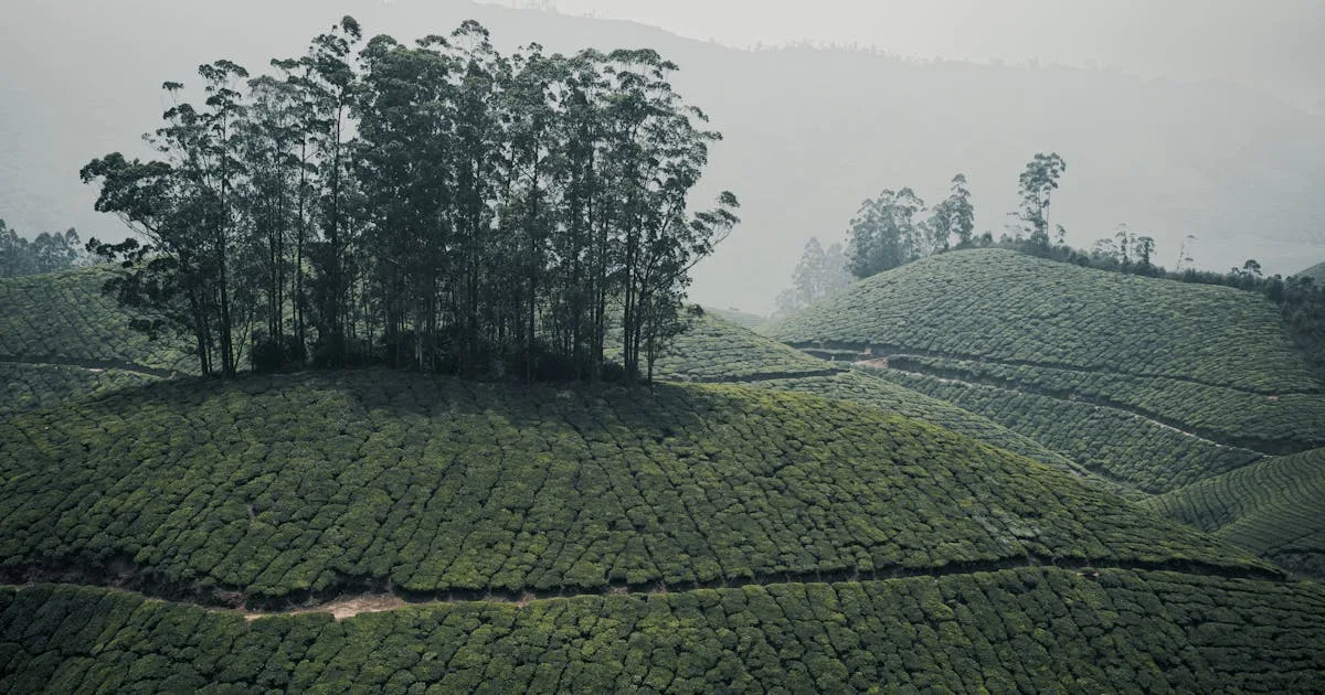 Valparai vs Coimbatore Resorts — Which Should You Choose?